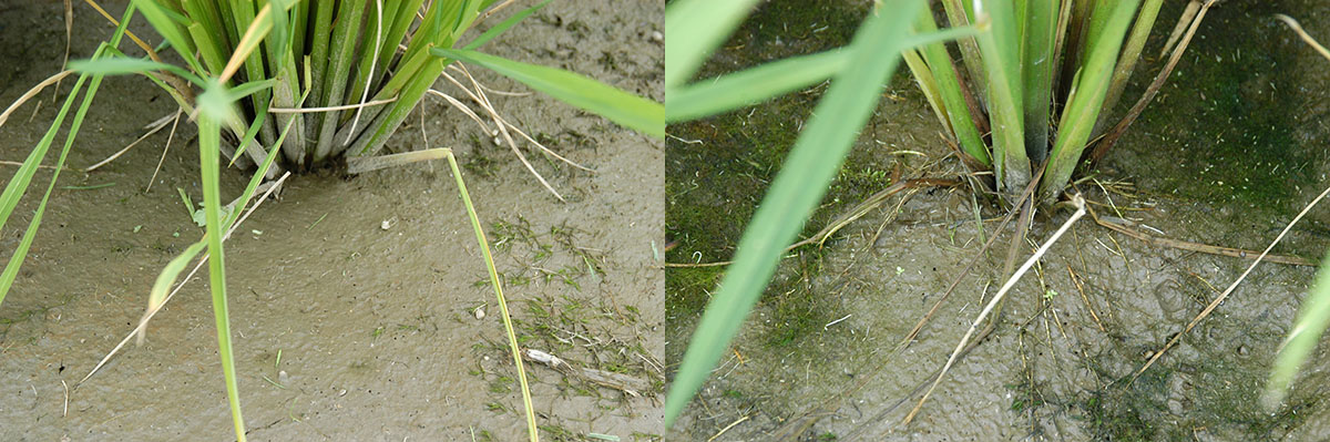Image of the parental strains used in the genetic analysis and cultivation of the variety of rice plant involved in soil surface roots formation