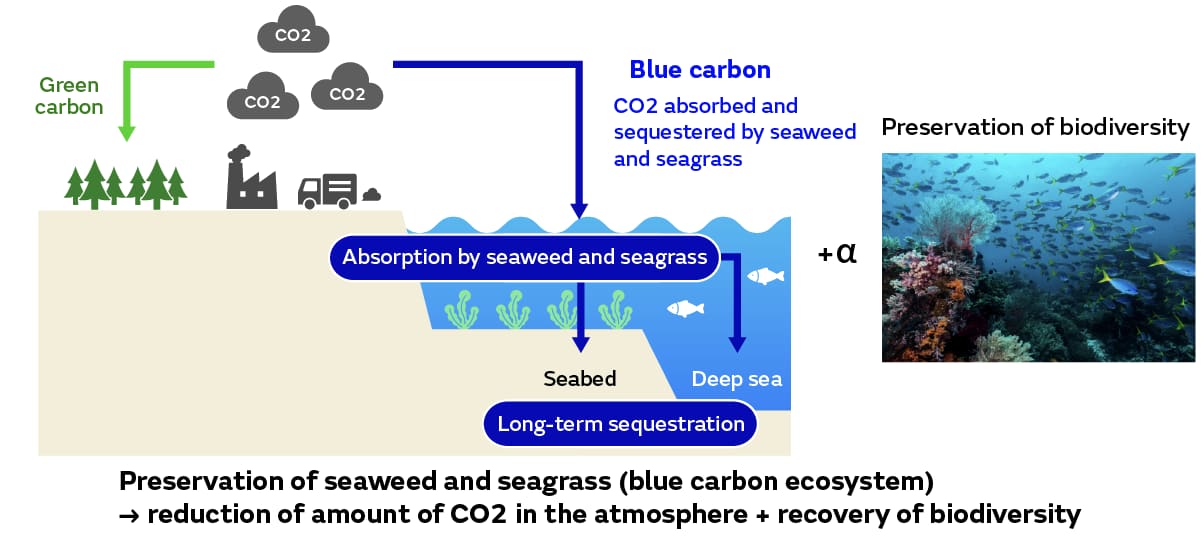 Image of Preserving seaweed beds, increasing blue carbon, and recovering biodiversity at the same time