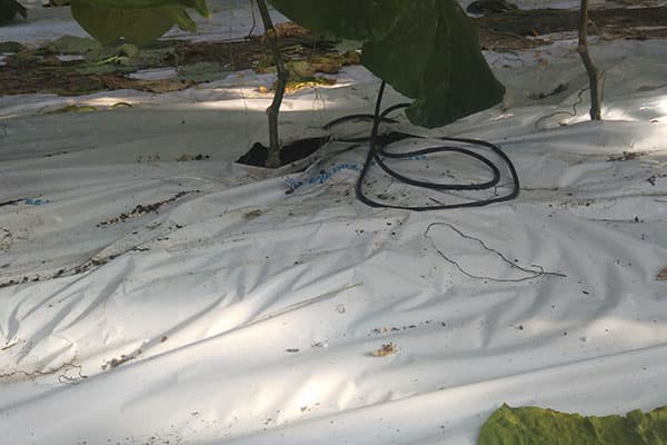 Image of Sensor after installation