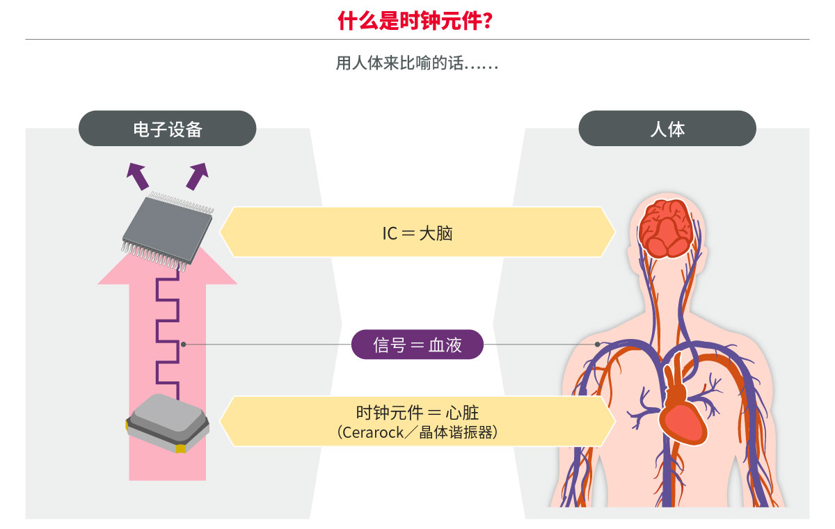 用人体来比喻的话，时钟元件就相当于心脏的作用